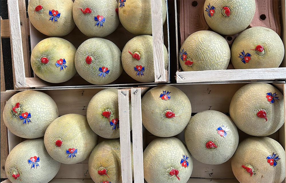 Melone - Mantova - 2,80/3,00 euro al chilogrammo